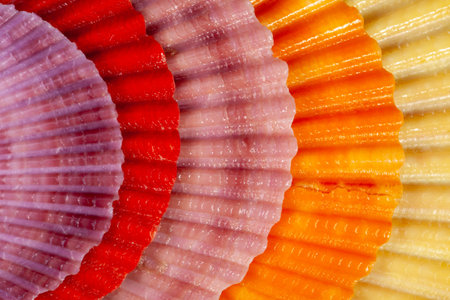 Fan-shaped arrangement of colorful scallop shells forming a natural shell background. Picturesque pastel colors show beauty of nature and treasures of seaの写真素材