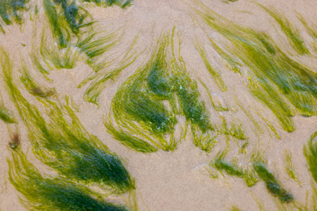 Beautiful pattern of green algae on sandy bottom of Baltic sea in shallow water, abstract background