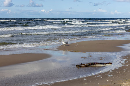 Beautiful seaside landscape, an empty beach, the foamy water of the Baltic Sea, gulls walking on the sand, Wyspa Wolin, Miedzyzdroje, Polandの写真素材