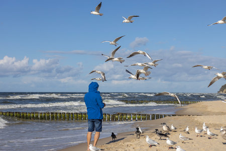 Man wearing a blue jacket is feeding seagulls flying above his head on sandy beach on the shores of the Baltic Sea on beautiful autumn sunny day, Miedzyzdroje, Polandの写真素材