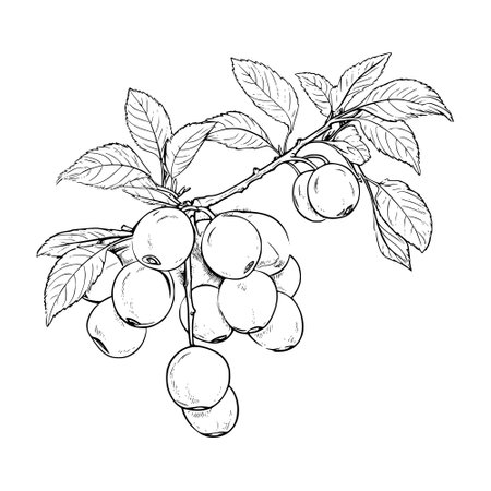 Plum branch with fruits. Hand drawn vector illustration. Black and white.のイラスト素材