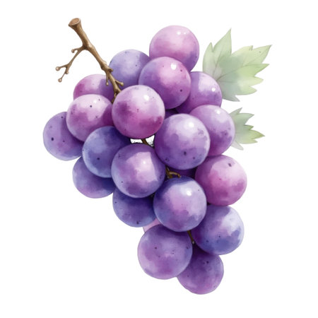 A detailed watercolor illustration of a bunch of ripe purple grapes. The grapes are plump and round, with a soft, dusty bloom on their surface. They are attached to a woody stem, and a single green leaf is positioned near the top. The artwork is presented on a white background, showcasing the subtle color variations and textures of the grapes.の写真素材