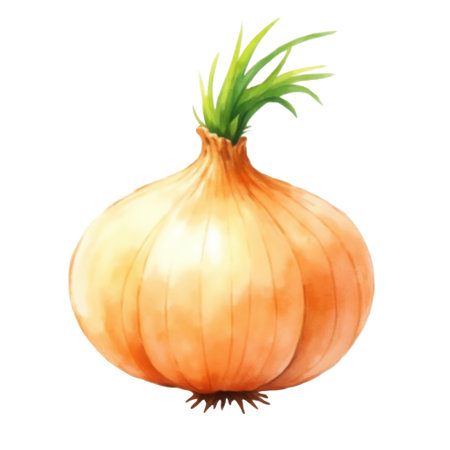 A watercolor illustration of a whole yellow onion with green sprouts emerging from the top. The onion has a textured, papery skin and is depicted on a clean white background. The artwork captures the natural form and color of the vegetable with soft brushstrokes.の写真素材