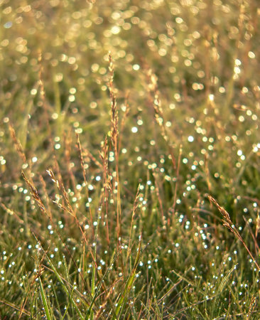 The dew covered the grass.