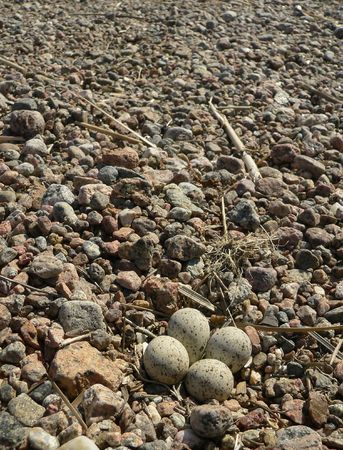 The nest of a plover.の写真素材