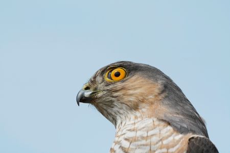 The adult sparrow-hawk on cyan background..の写真素材