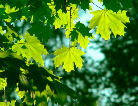 The  leaves of maple against sky.の写真素材