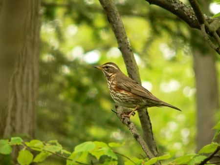 The red-wing in a forest.の写真素材