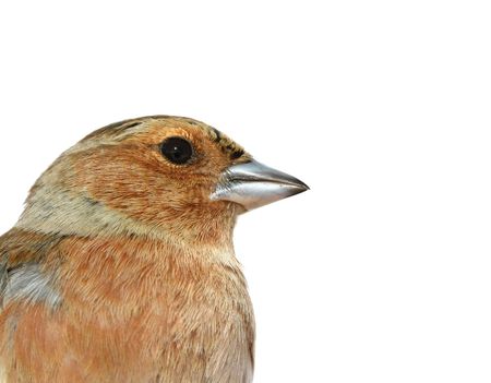 The adult chaffinch (male) on a white background.の写真素材