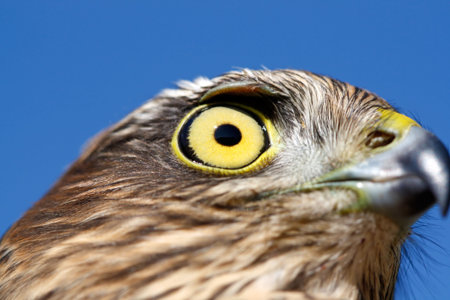 The sparrow-hawk (Accipiter nisus) on a sky background.