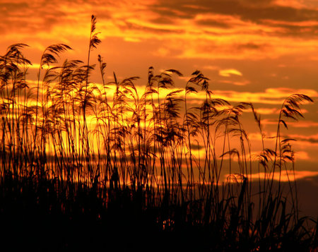 The reeds on a lakesaid.の写真素材