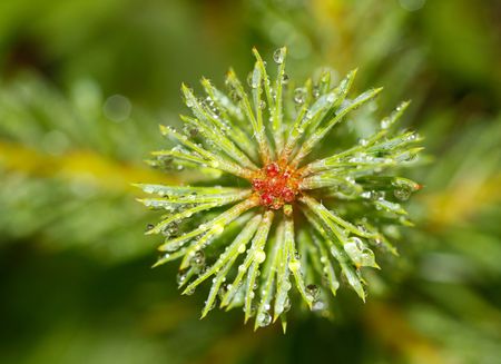 View from above of the pine-tree.の写真素材