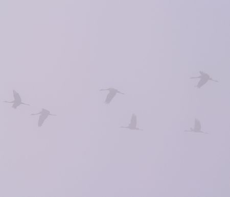The flock of cranes into a fog.の写真素材