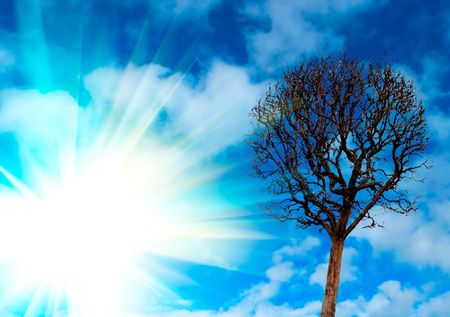 The lonely tree on sunrise.の写真素材