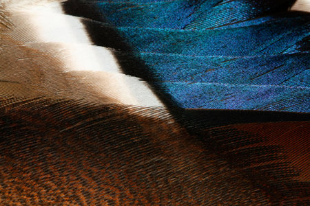 The fragment plumage of a duck.の写真素材