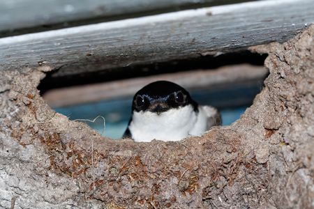 Adult martin in the nest.の写真素材