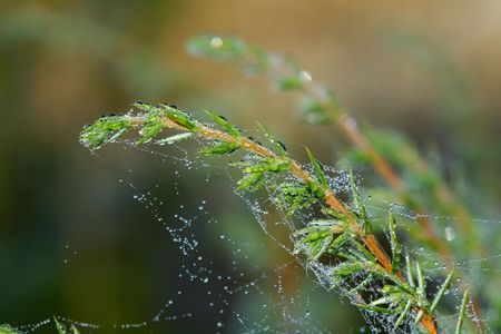 The branch of juniper in the morning.の写真素材