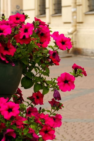 Vase with flowers in the street city の写真素材