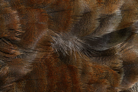 The fragment plumage of a duck.