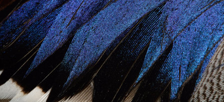 The fragment plumage of a duck.