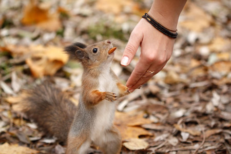 Squirrel eat peanuts with a hand.の写真素材