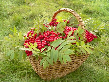 The basketful of the ashberry in autumn.の写真素材