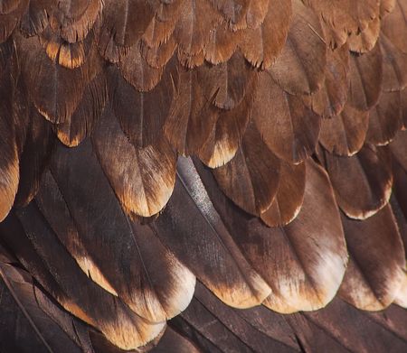 The fragment plumage of a golden eagle.の写真素材