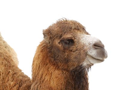 The camel on a white background.の写真素材