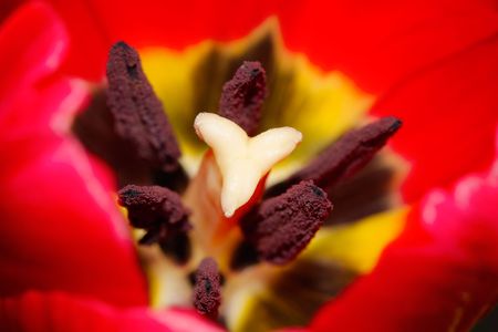 The one tulip close up.の写真素材