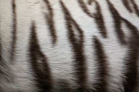 The tiger-skin of white-tiger close up.の写真素材