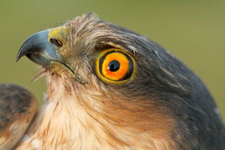 The portrait of sparrow-hawk close-up.の写真素材
