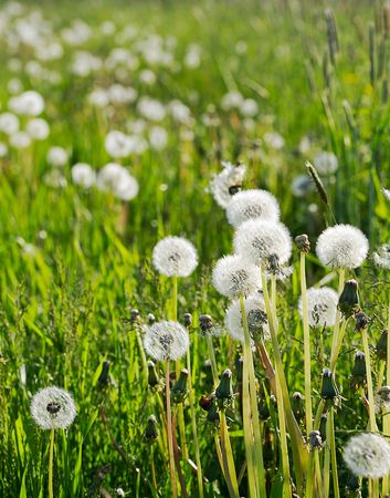 Many dandelions on a field.の写真素材