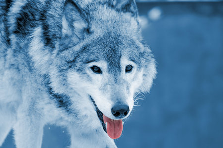 The wolf in zoo. Rendered image in blue color.