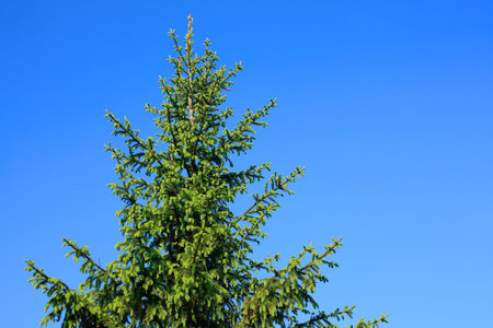 The fir tree against sky background.