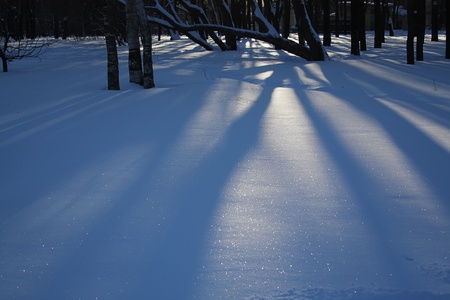 The winter's park in evening.の写真素材