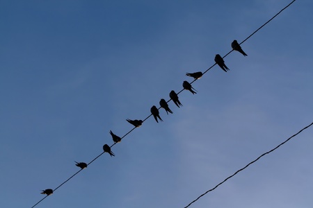 The young common swallows sit on a line.の写真素材