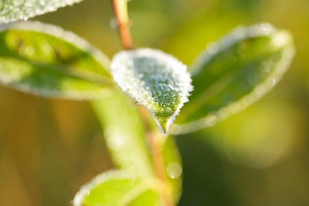 The leaf of a willow covered hoarfrost.の写真素材