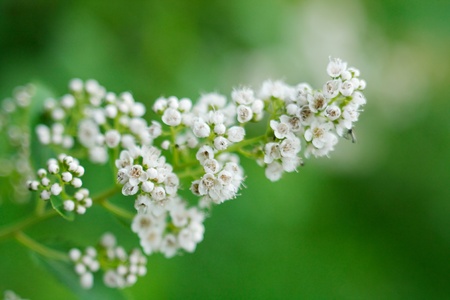 The flowering plant close up.の写真素材