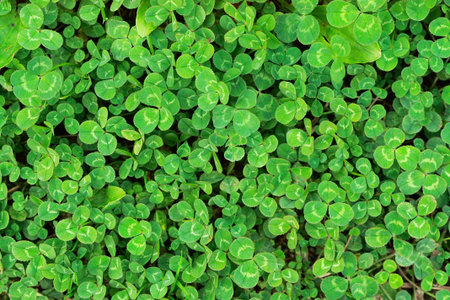 Clover is symbol of Saint Patrick's Day in Ireland.