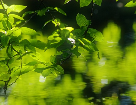 The branch with green leaves over water.の写真素材