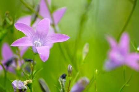 The bellflowers close up.の写真素材