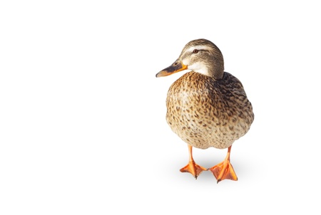 Female of wild duck on a white background.の写真素材