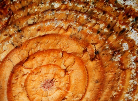 The slice of wood timber natural background.の写真素材