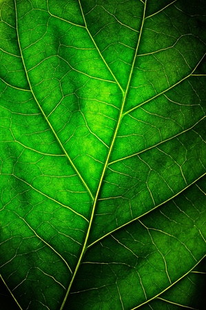 The leaf close up. Abstract background.の写真素材
