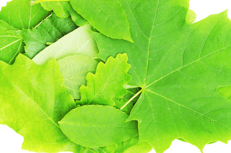 Natural leaves on white background.