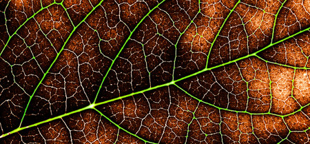 The leaf close up. Abstract background.