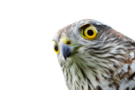 The sparrow-hawk on a white background.の写真素材
