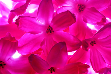 The red flower background closeup.
