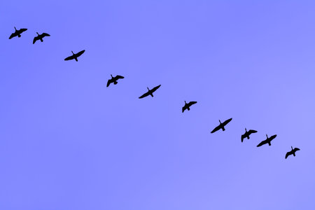The wild-gooses to fly on a sky background.