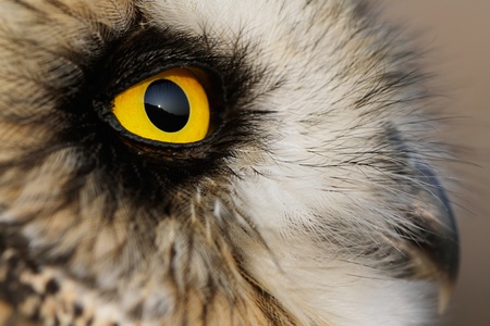 Portrait of the Short-eared Owl  (Asio flammeus).の写真素材